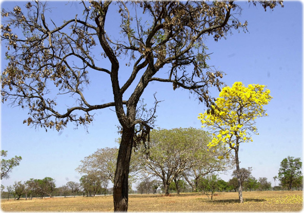 Vegetação Brasilia