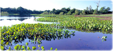 Vegetação Pantanal
