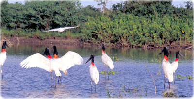 Aves Pantanal